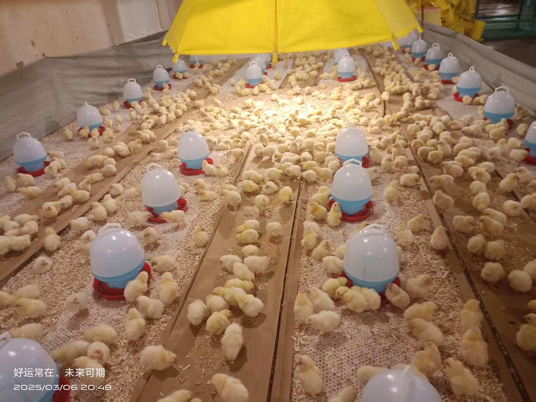 �����֡�ϲѶ���������ǲ��й����ɷ��ֳɴӷ�����������������ּ�